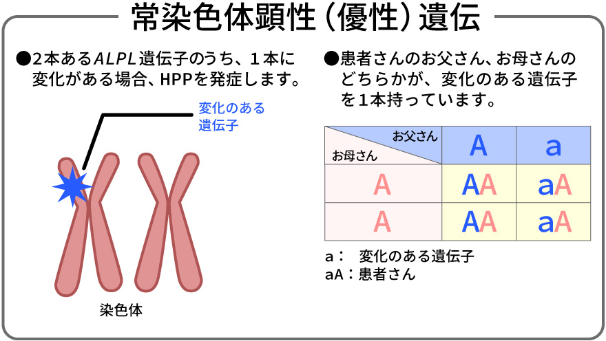 常染色体顕性（優性）遺伝