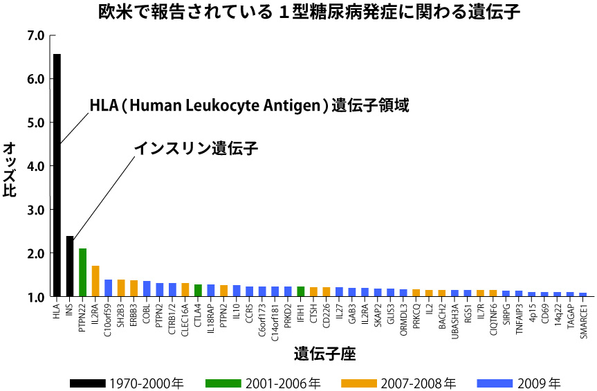 欧米で報告されている1型糖尿病発症に関わる遺伝子