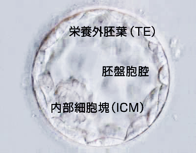 TE細胞を採取