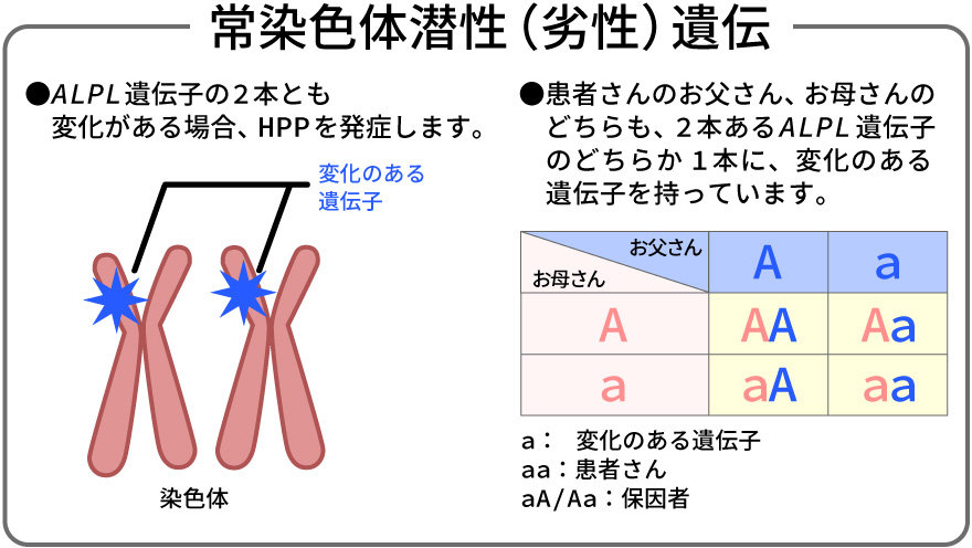 常染色体潜性（劣性）遺伝