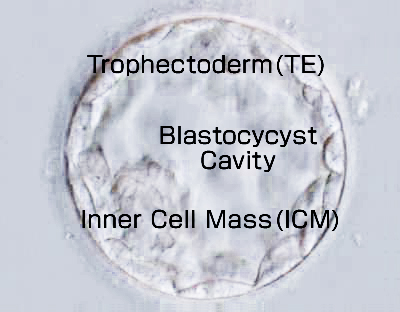 TE cells are taken