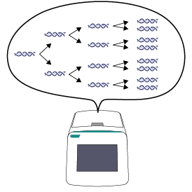 Chromosomes analyzed (NGS)