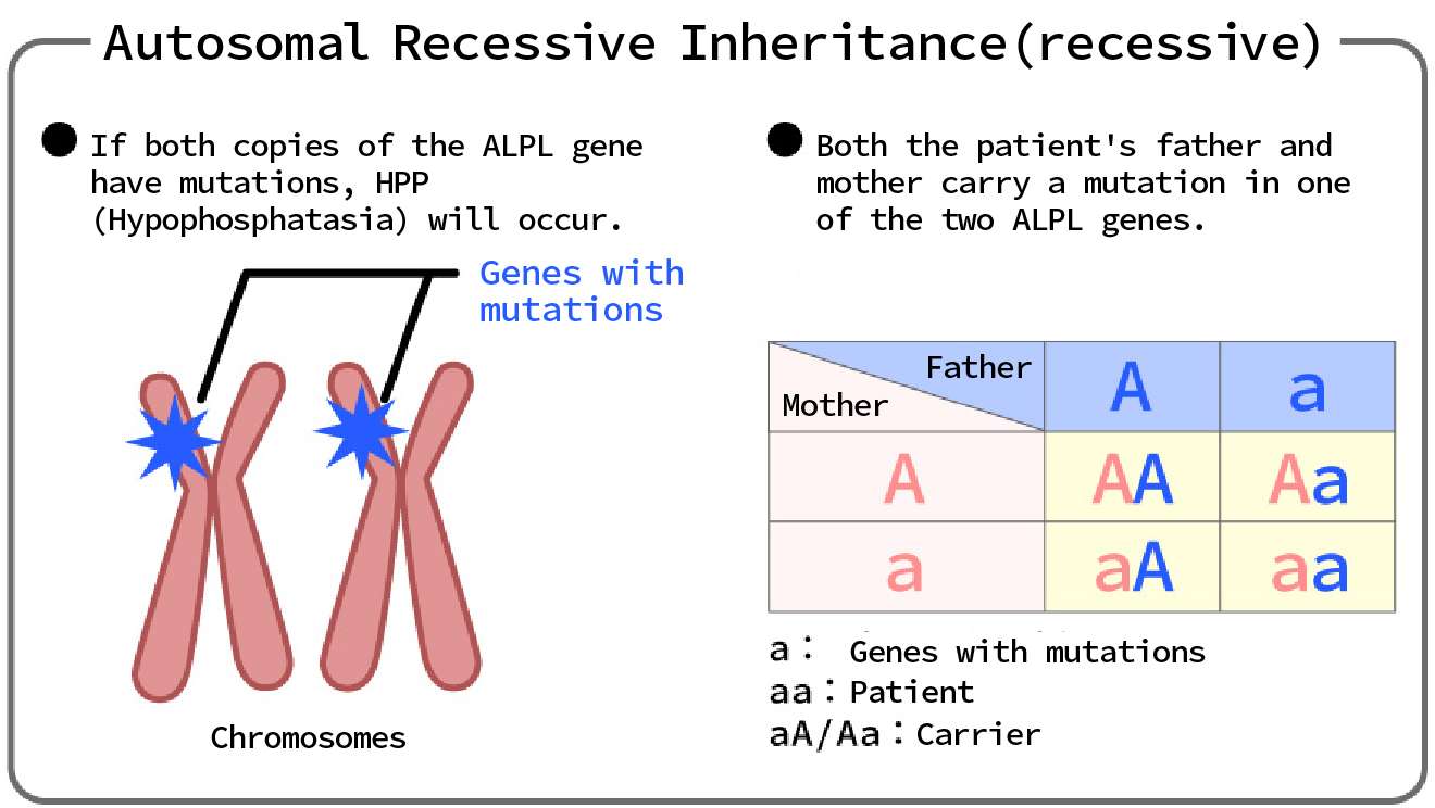 Autosomal Recessive Inheritance (recessive)