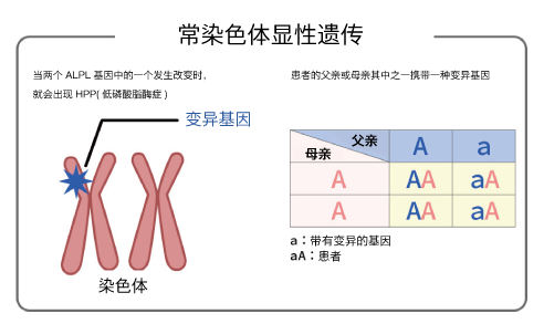 常染色体显性（显性）遗传病