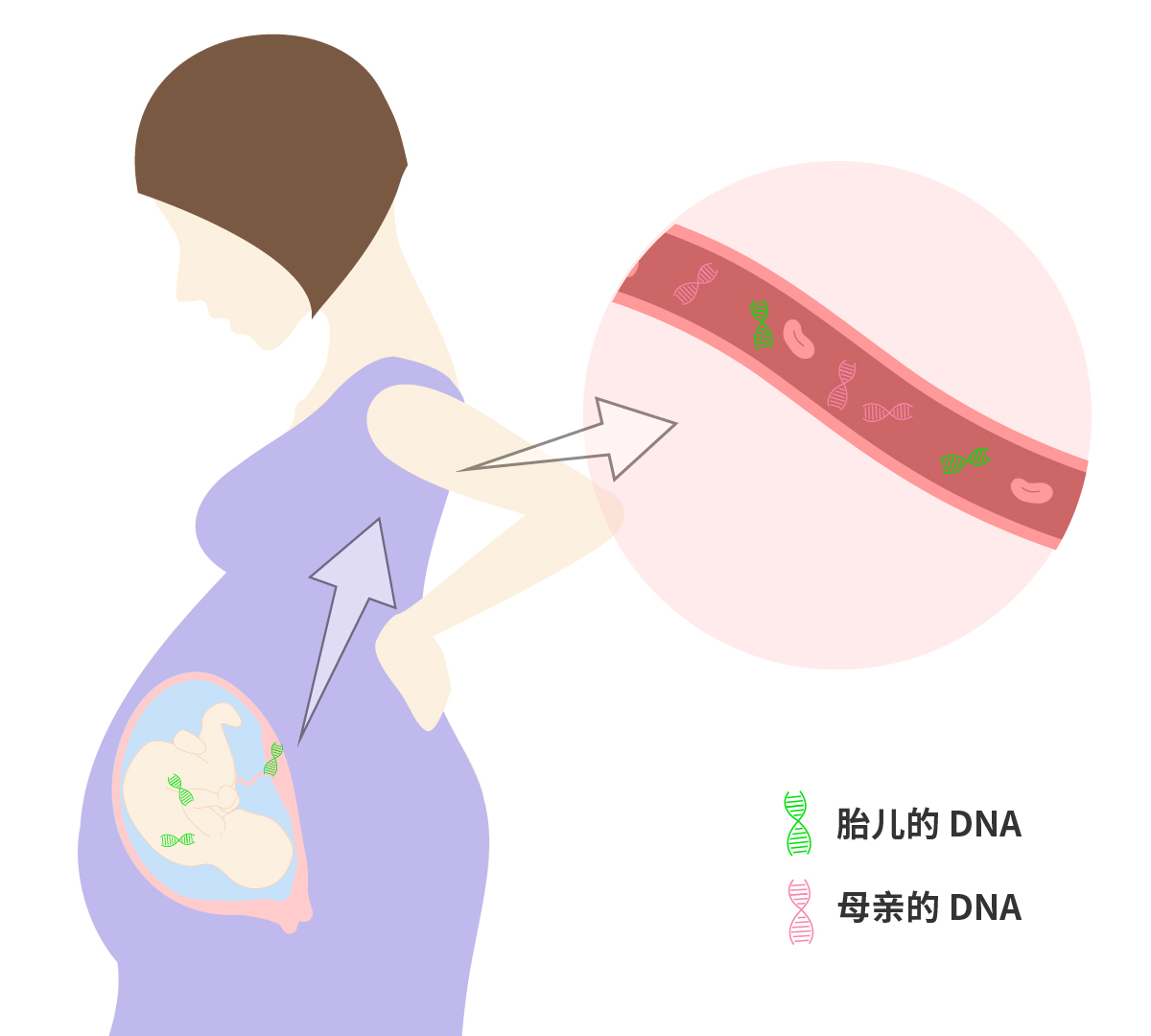 为什么母亲的血液可以对胎儿做出性别鉴定？