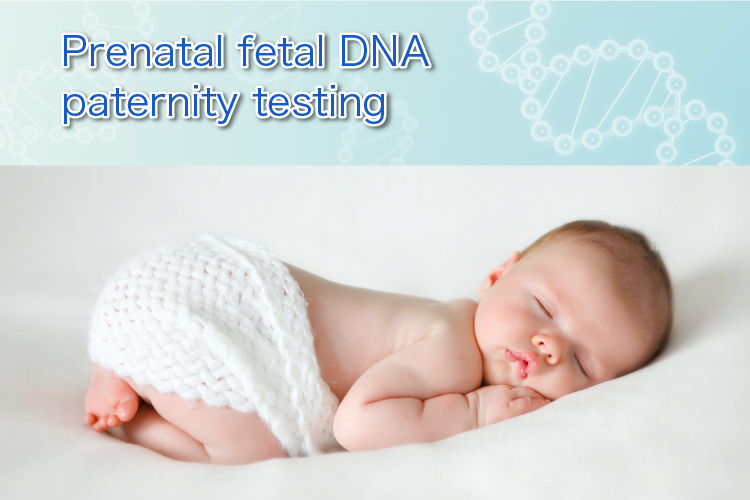 Prenatal fetal DNA paternity testing