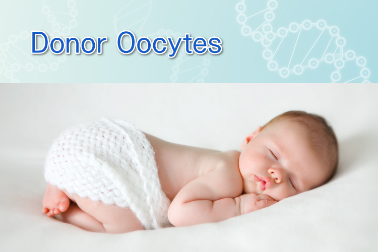 Donor Oocytes (Eggs)